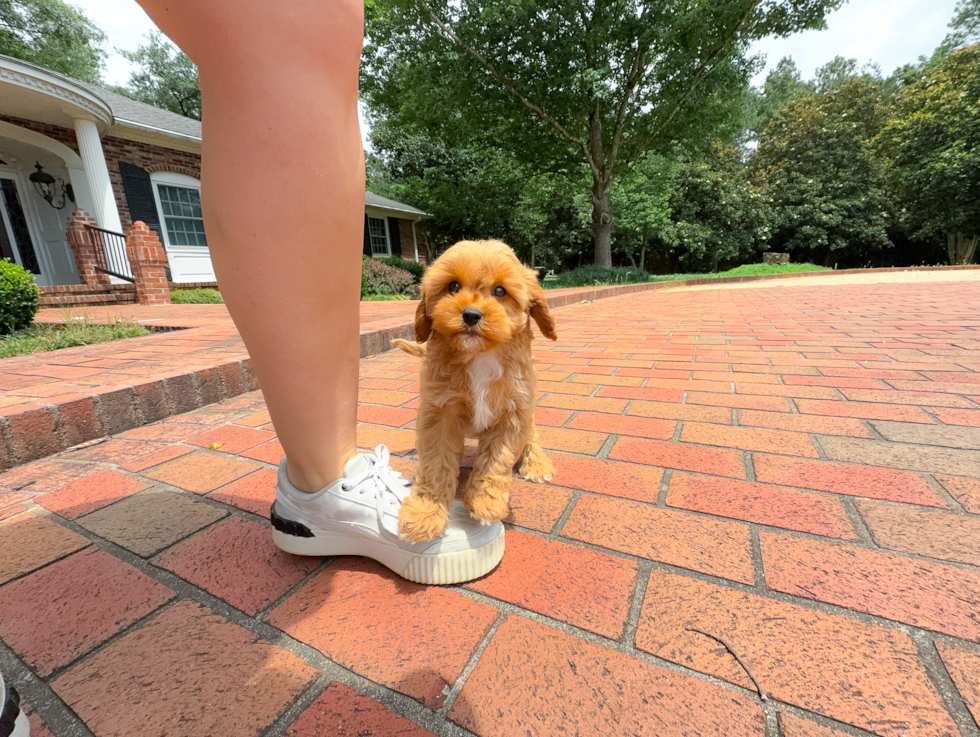 Cute Cavapoo Poodle Mix Pup