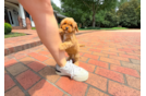 Cavapoo Puppy for Adoption