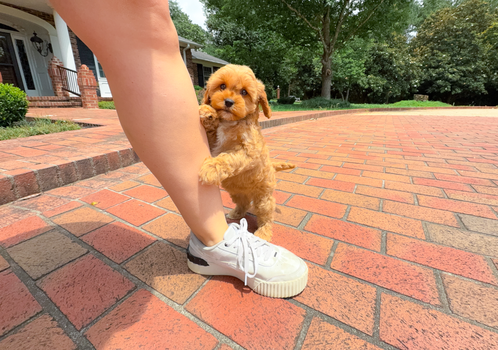 Cavapoo Puppy for Adoption