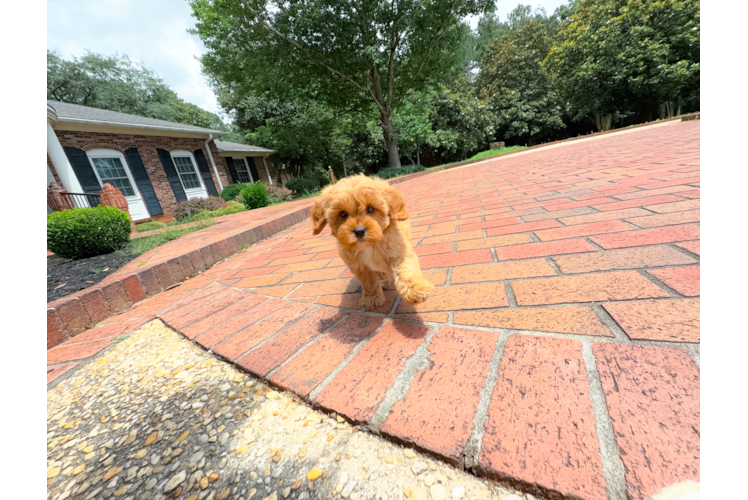 Cute Cavapoo Baby