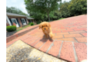 Cute Cavapoo Baby