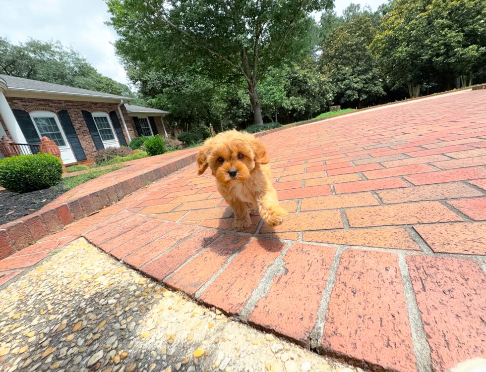 Cute Cavapoo Baby