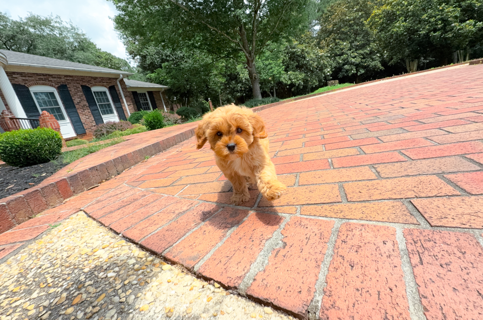 9 week old Cavapoo Puppy For Sale - Simply Southern Pups