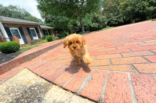 Cute Cavapoo Baby