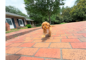 Cute Cavapoo Poodle Mix Pup