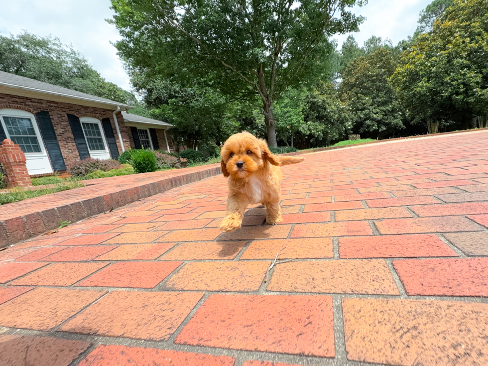 Cute Cavapoo Poodle Mix Pup
