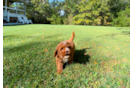 Cavapoo Puppy for Adoption