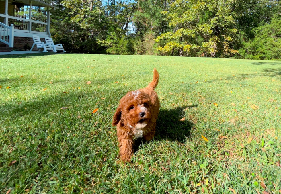 Cavapoo Puppy for Adoption