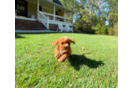 Cavapoo Puppy for Adoption