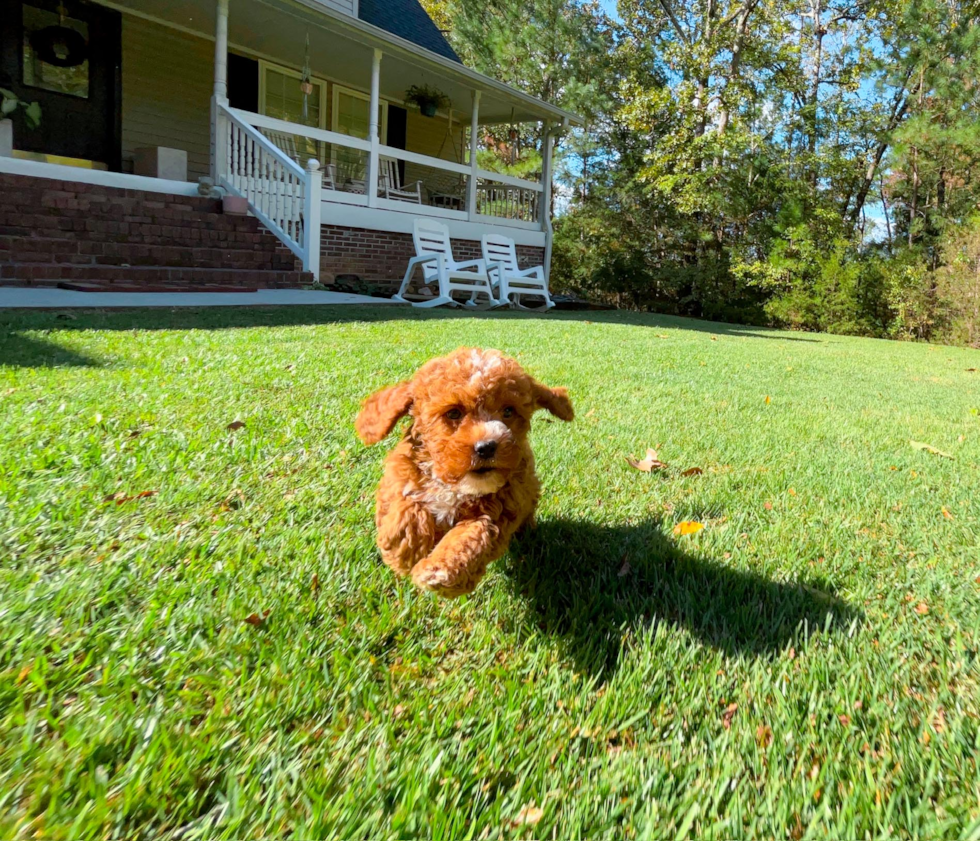 Cavapoo Puppy for Adoption