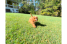 Cute Cavapoo Baby