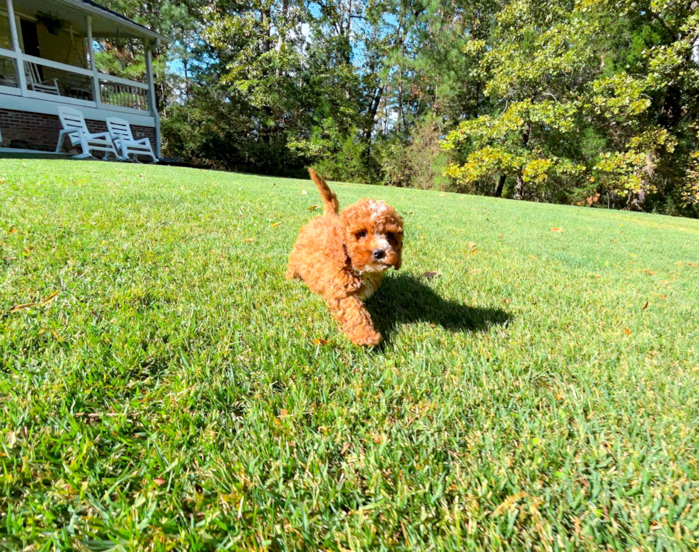 Cute Cavapoo Baby