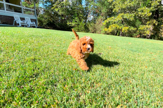 Cute Cavapoo Baby