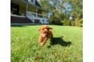 Best Cavapoo Baby