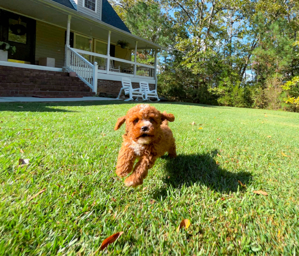 Best Cavapoo Baby