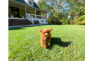 Cute Cavapoo Poodle Mix Pup