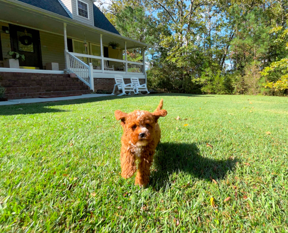 Cute Cavapoo Poodle Mix Pup