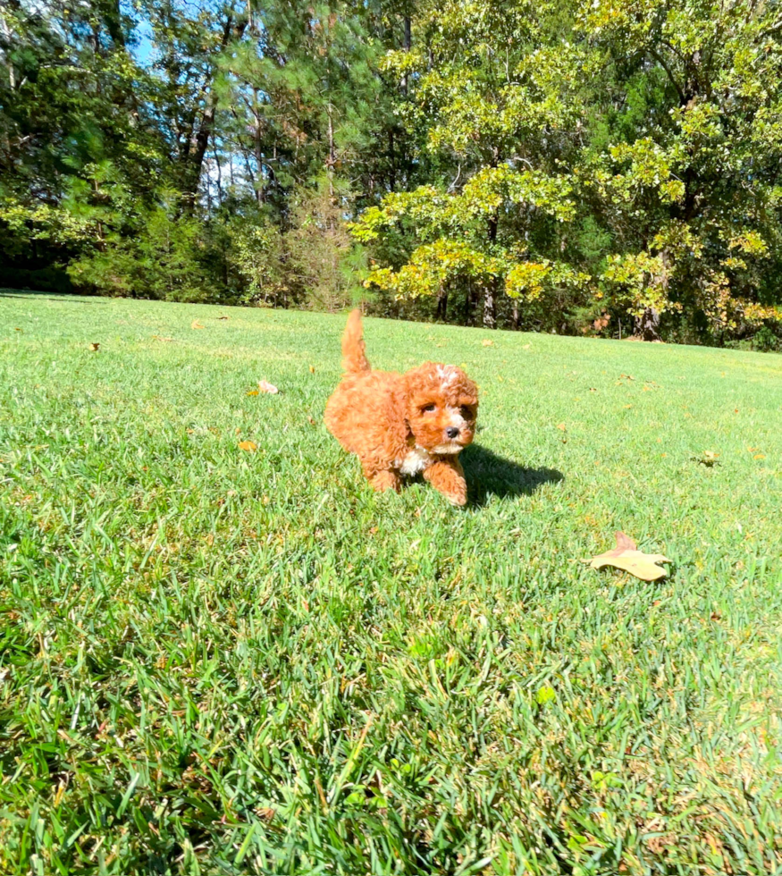 Cute Cavapoo Poodle Mix Pup