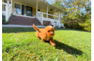 Cavapoo Puppy for Adoption