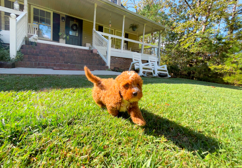 Cavapoo Puppy for Adoption