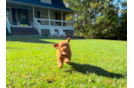 Cavapoo Puppy for Adoption