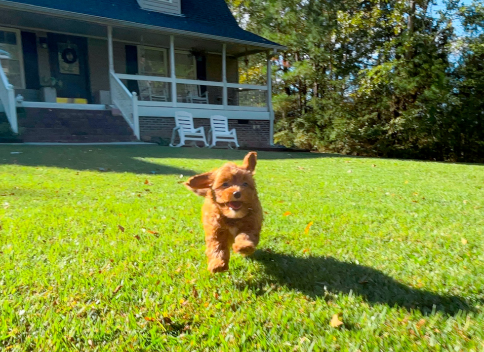 Cavapoo Puppy for Adoption