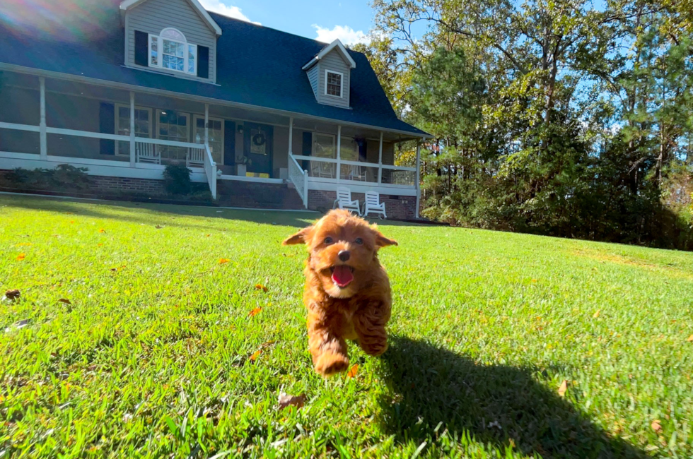 9 week old Cavapoo Puppy For Sale - Simply Southern Pups