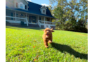 Cavapoo Puppy for Adoption