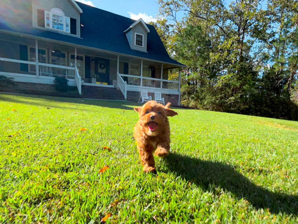 Cavapoo Puppy for Adoption