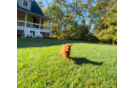 Cute Cavapoo Poodle Mix Pup