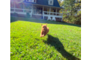 Cute Cavalier King Charles Spaniel and Poodle Mix Poodle Mix Puppy