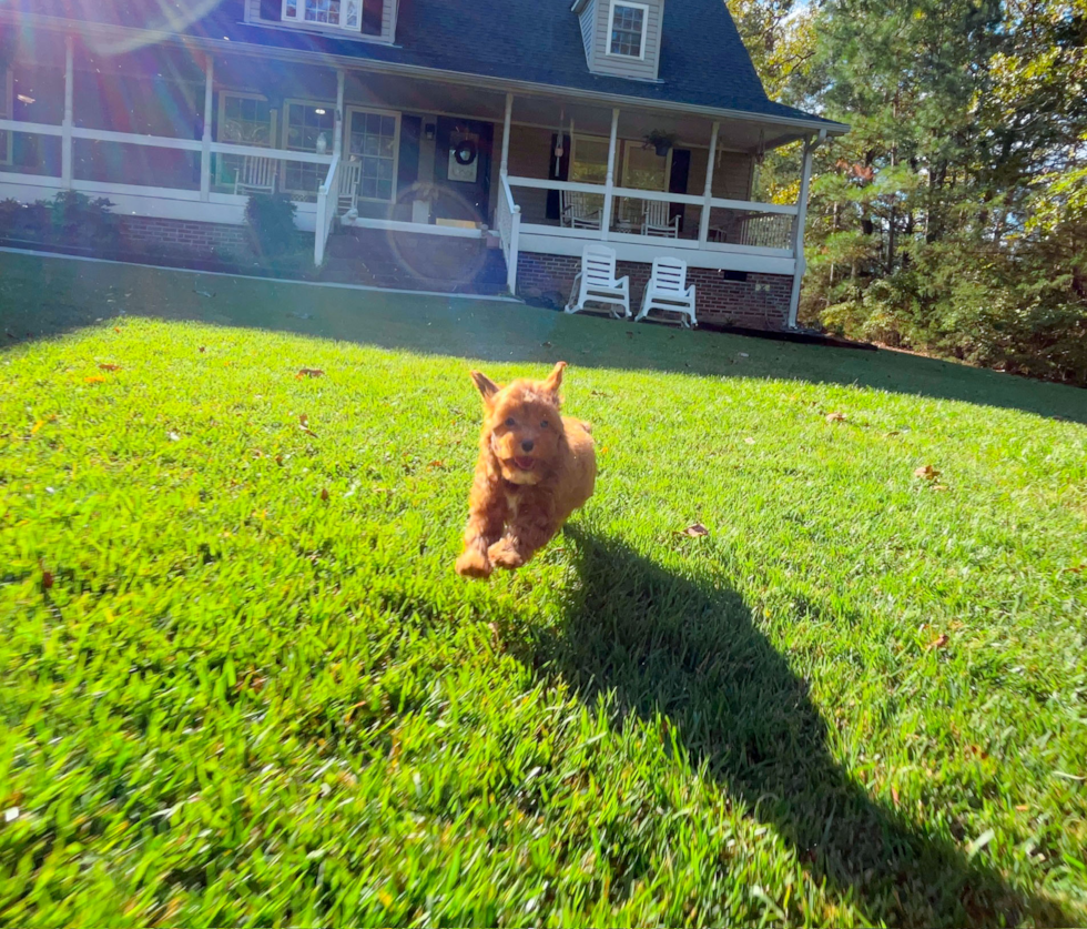 Cute Cavalier King Charles Spaniel and Poodle Mix Poodle Mix Puppy