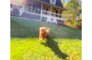 Cute Cavapoo Baby