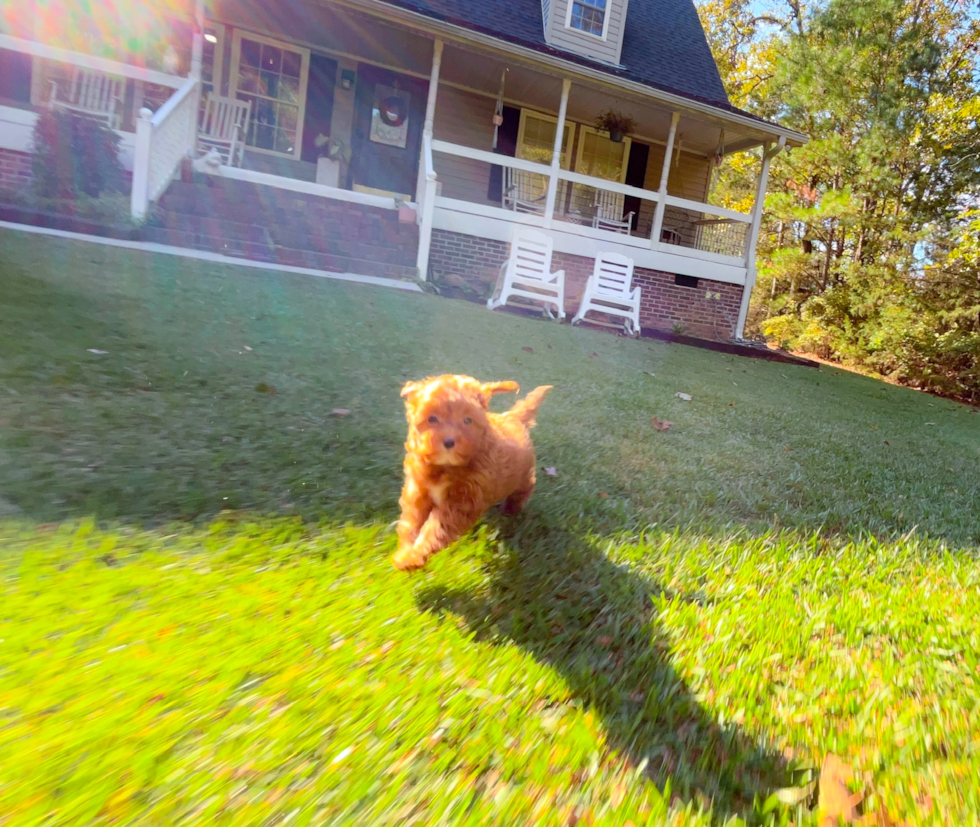 Cute Cavapoo Baby