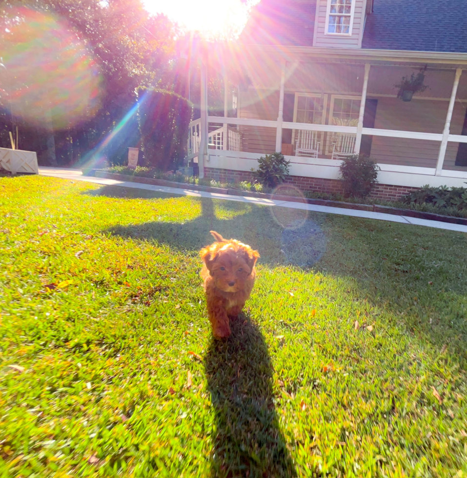 Cute Cavapoo Baby