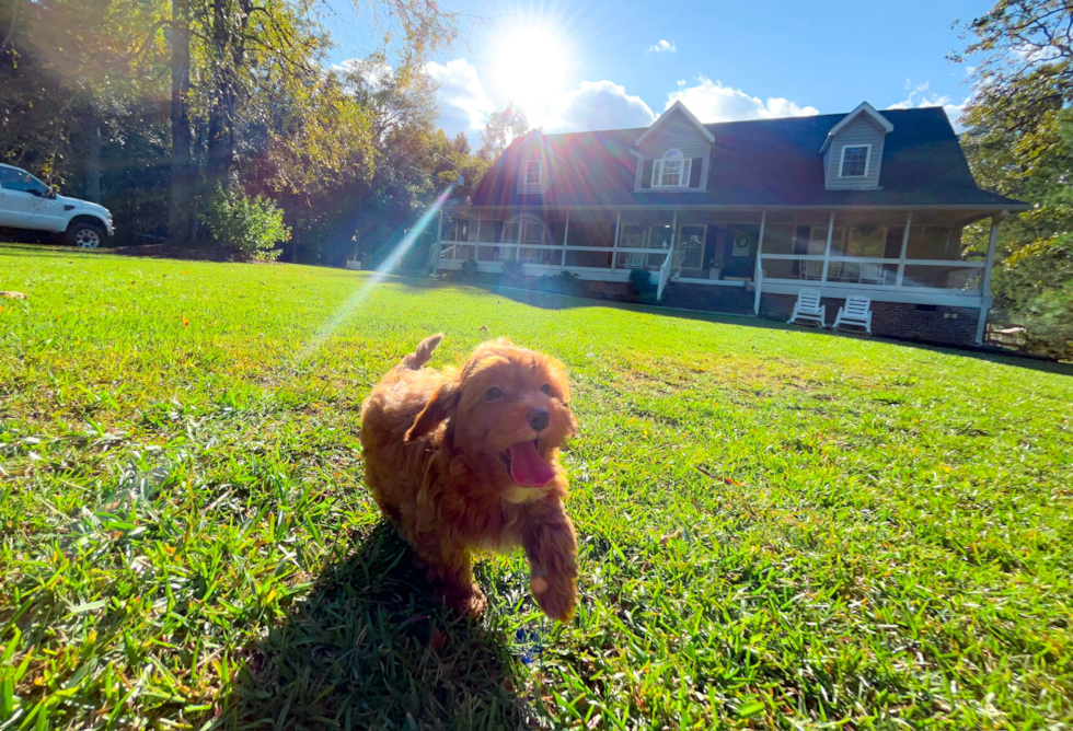 Cavapoo Puppy for Adoption