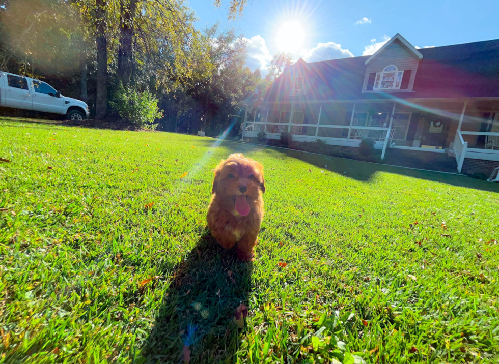 Cute Cavoodle Poodle Mix Puppy