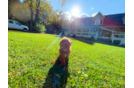 Cute Cavapoo Poodle Mix Pup