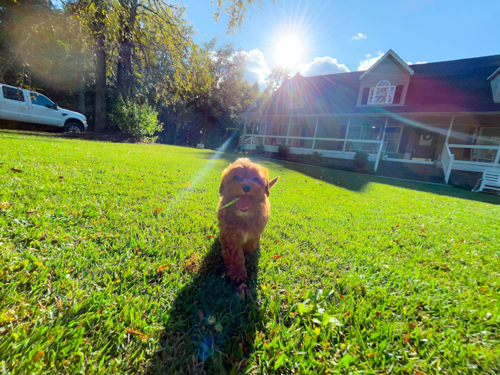 Cute Cavapoo Poodle Mix Pup