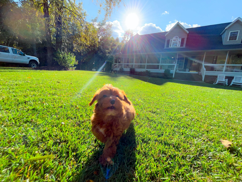 Best Cavapoo Baby