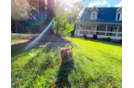 Cute Cavapoo Poodle Mix Pup