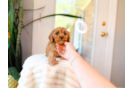 Best Cavapoo Baby