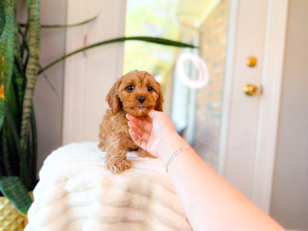 Best Cavapoo Baby
