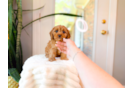 Cute Cavalier King Charles Spaniel and Poodle Mix Poodle Mix Puppy
