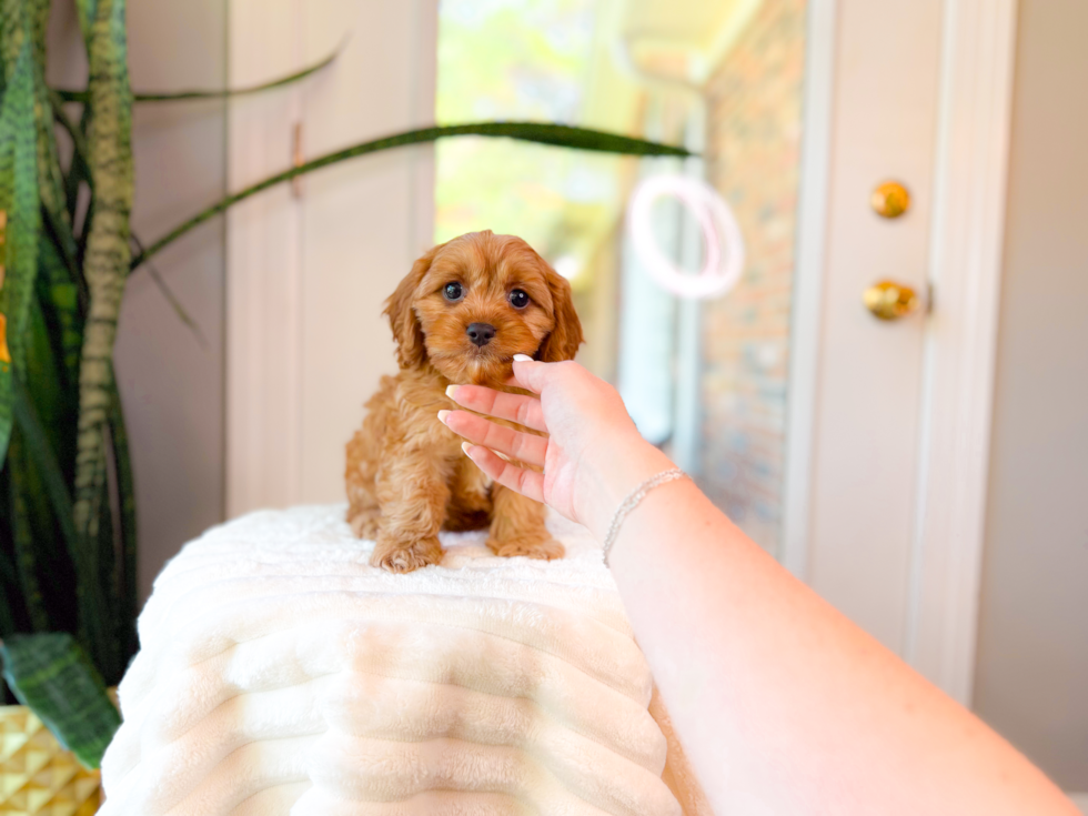 Cute Cavalier King Charles Spaniel and Poodle Mix Poodle Mix Puppy
