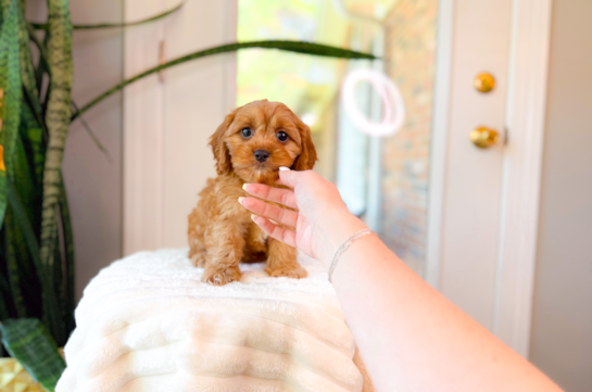 Cute Cavalier King Charles Spaniel and Poodle Mix Poodle Mix Puppy