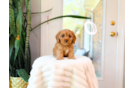 Cavapoo Pup Being Cute