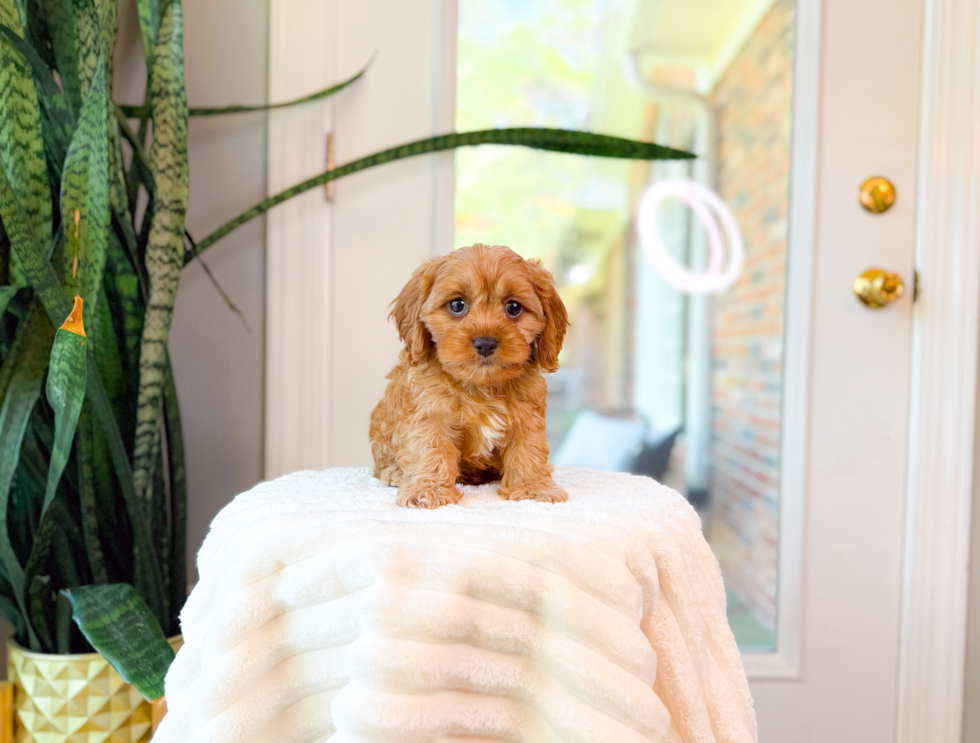 Cavapoo Pup Being Cute