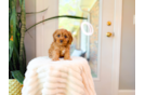 Cavapoo Puppy for Adoption