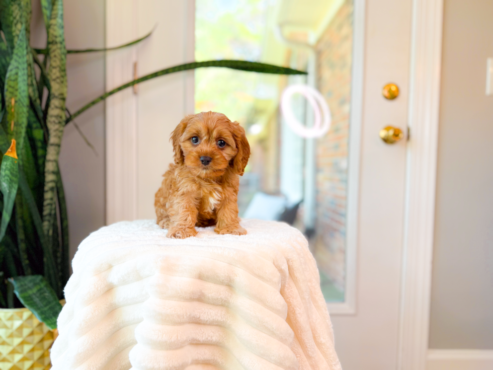 Cavapoo Puppy for Adoption